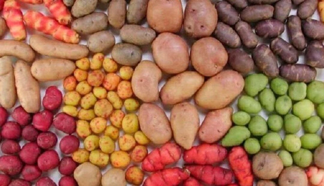 Explorando variantes de papa: tipos y usos en la cocina