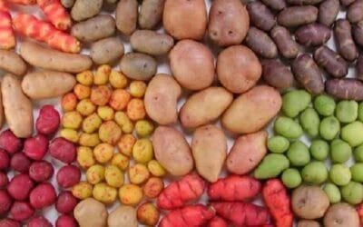 Explorando variantes de papa: tipos y usos en la cocina