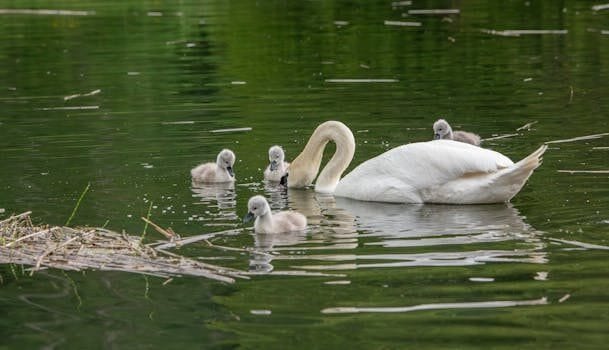 Guía para entrar a España como familiar de comunitario