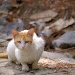 Documentación necesaria para ser pareja de hecho