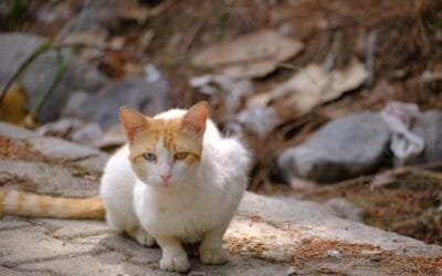 Documentación necesaria para ser pareja de hecho