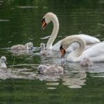 Guía para entrar a España como familiar de comunitario