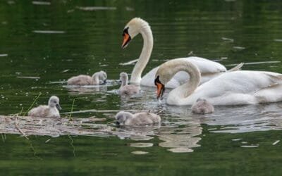 Guía para entrar a España como familiar de comunitario