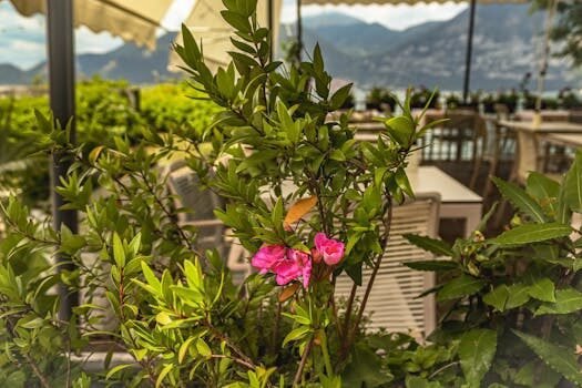 Restaurantes peruanos en Chamberí, Salamanca y Centro